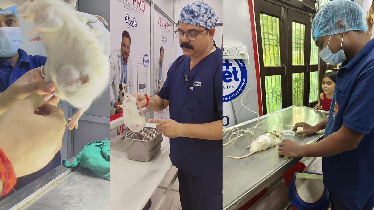 240 gram tumor removed from stomach of rat Mikki by operating it in Jaunpur