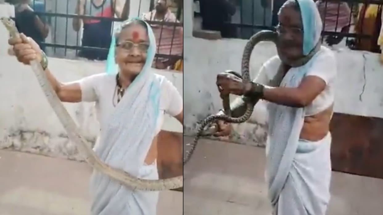 Pune 70 Years Old Grandmother Catches Snake With Bare Hands And Wraps Around Her Neck Video Goes Viral