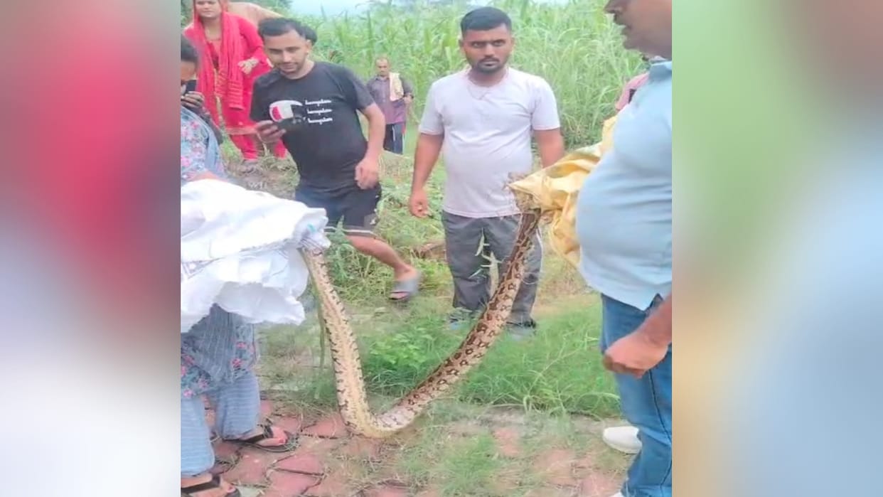10 feet long python found in Katoi village, villagers panic Katoi village, villagers panic