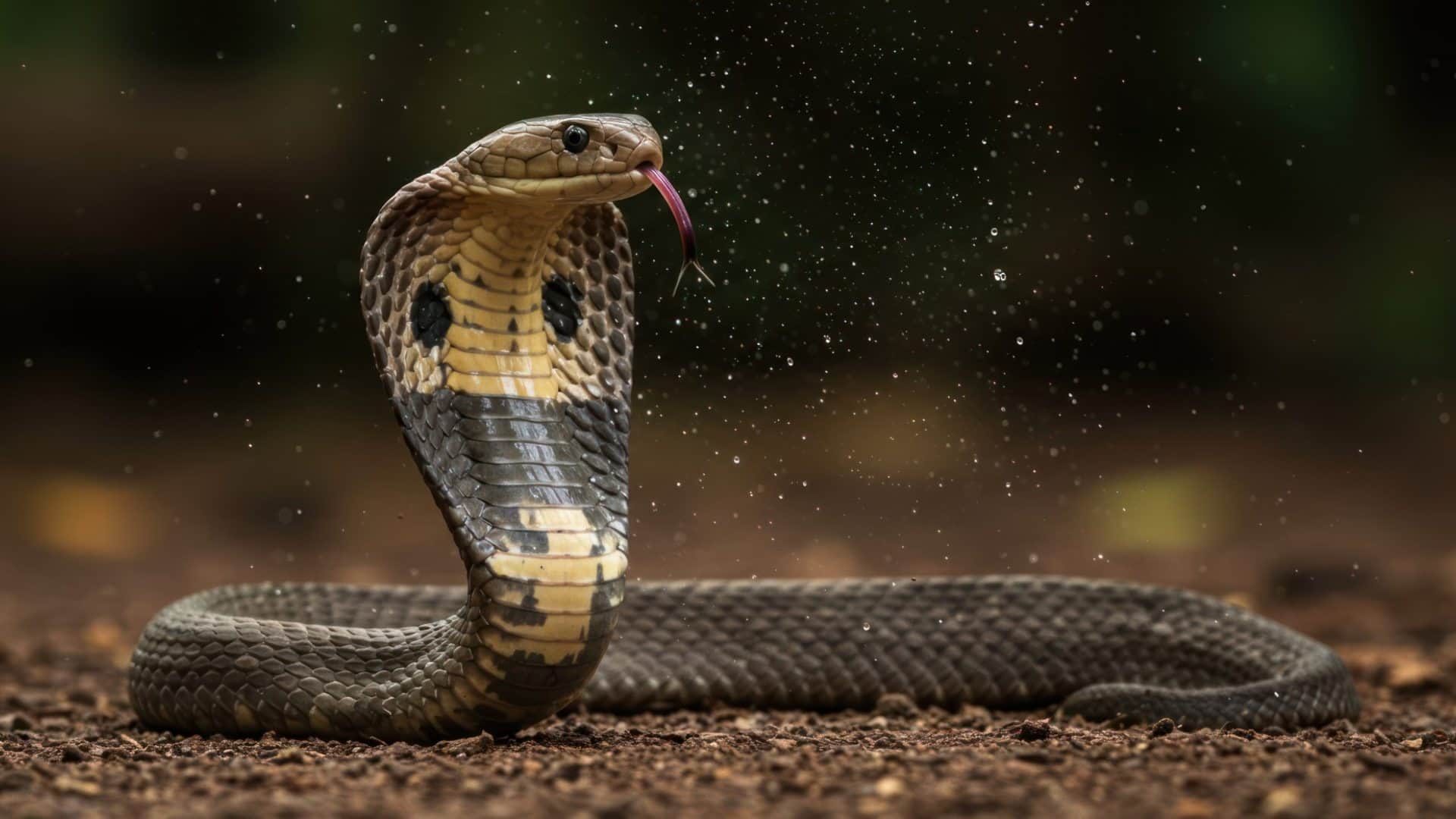 snakes in hindu dharma five powerful nag sheshnag vasuki nag significance