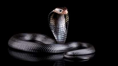 Why No Snakes are found in Ireland Myth and Science Explained in hindi Ireland mein saap kyu nahi paaye jaate