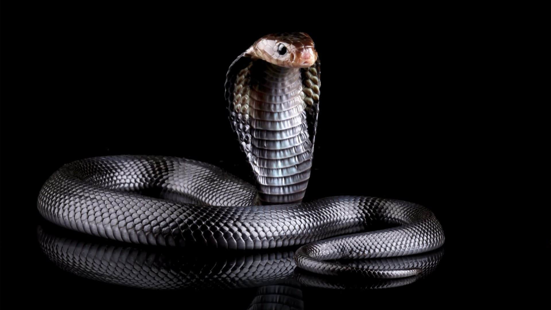 snakes in hindu dharma five powerful nag sheshnag vasuki nag significance