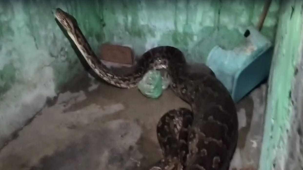 Viral Video: a python swallowed female dog sitting in House shocking video Goes Viral
