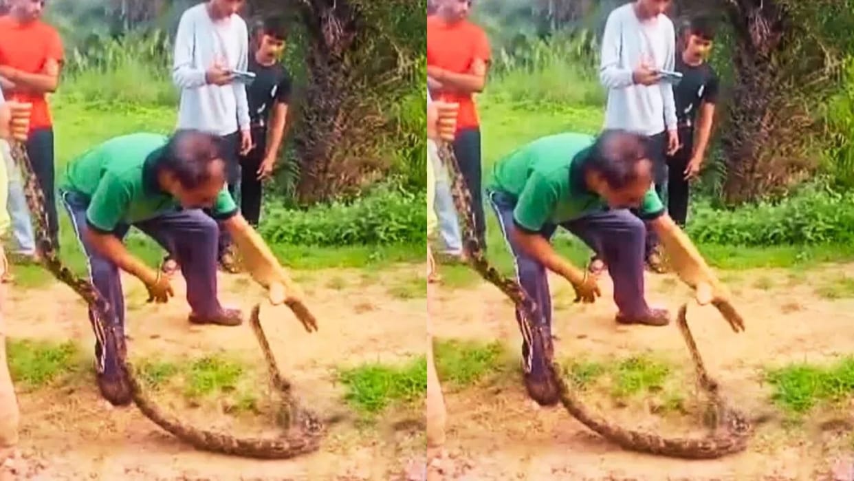 A man was trying to catch a python then suddenly the snake attacked him in such a way Video goes Viral