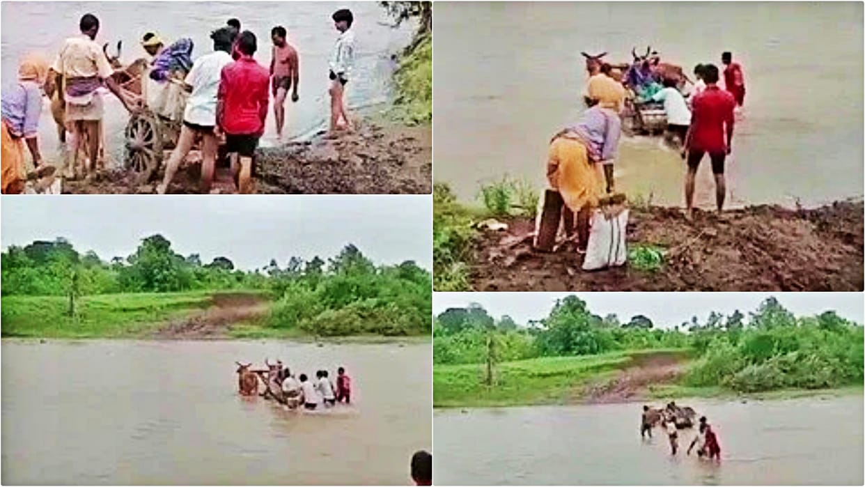 Betul Viral Video Woman in Labor Pain Crosses Flooded River on Bullock Cart MP News in Hindi