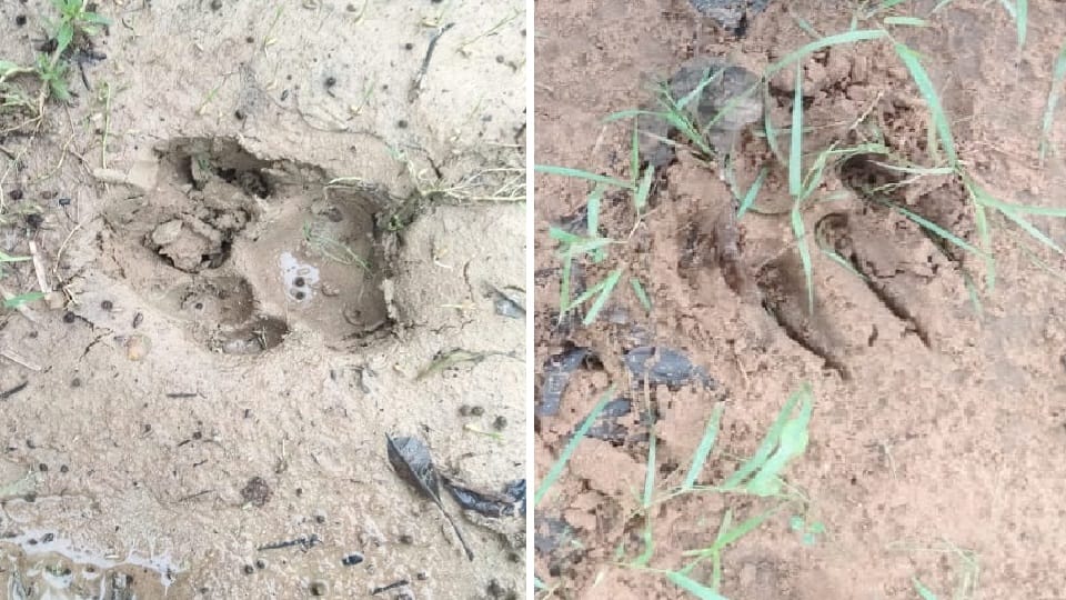 Tiger footprints found in chal range