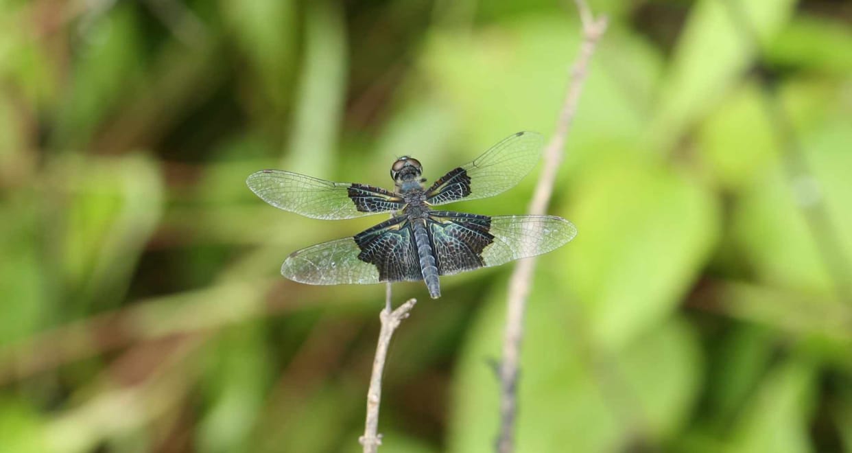Rare Lesser Blue-Wing dragonfly seen for the first time in Rajasthan identified by scientists