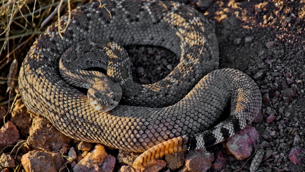 Zara Hatke world most dangerous western diamondback snake facts in hindi
