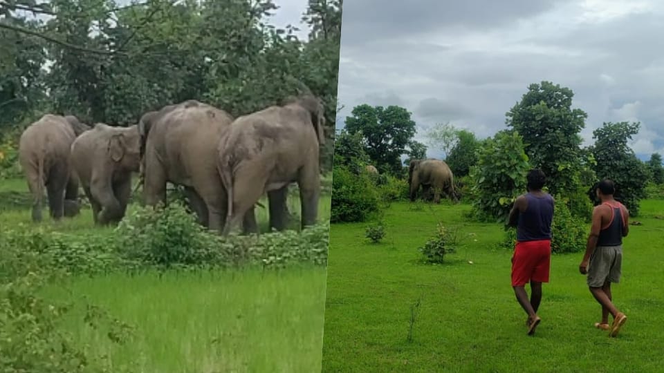 A herd of elephants destroyed the crops of farmers in Gaurela Pendra Marwahi