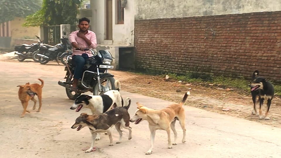 fear of stray dogs on the streets and lanes of Delhi
