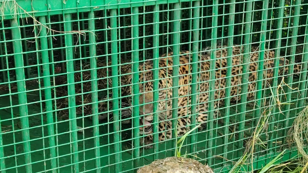 Leopard caught in forest department cage in Bareilly