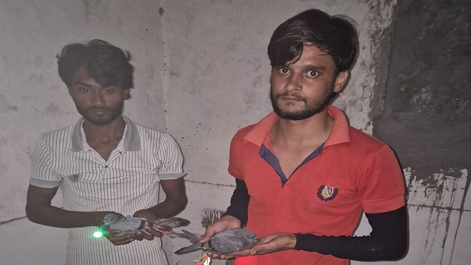 Muzaffarnagar: Pigeon catcher's act, pigeons were flown with lights tied around their necks