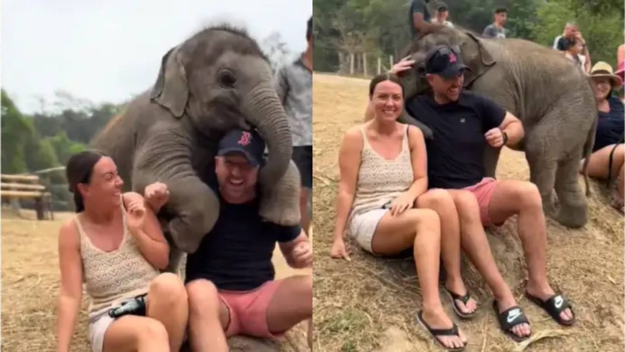 Baby elephant lovingly slapped a couple sitting in the park hugged them and took a photo Video goes Viral