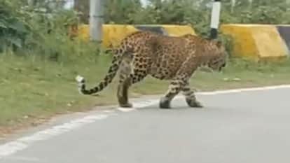 created panic among people sighting of leopard in Lucknow Forest Department installed trap cameras
