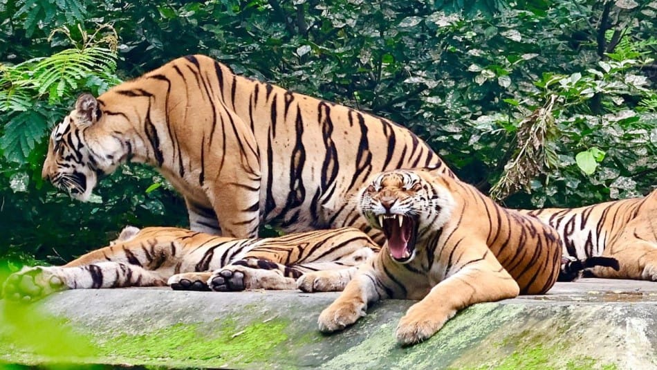 Indore news: Madhya Pradesh tigers in global demand, rare animals to arrive in exchange program