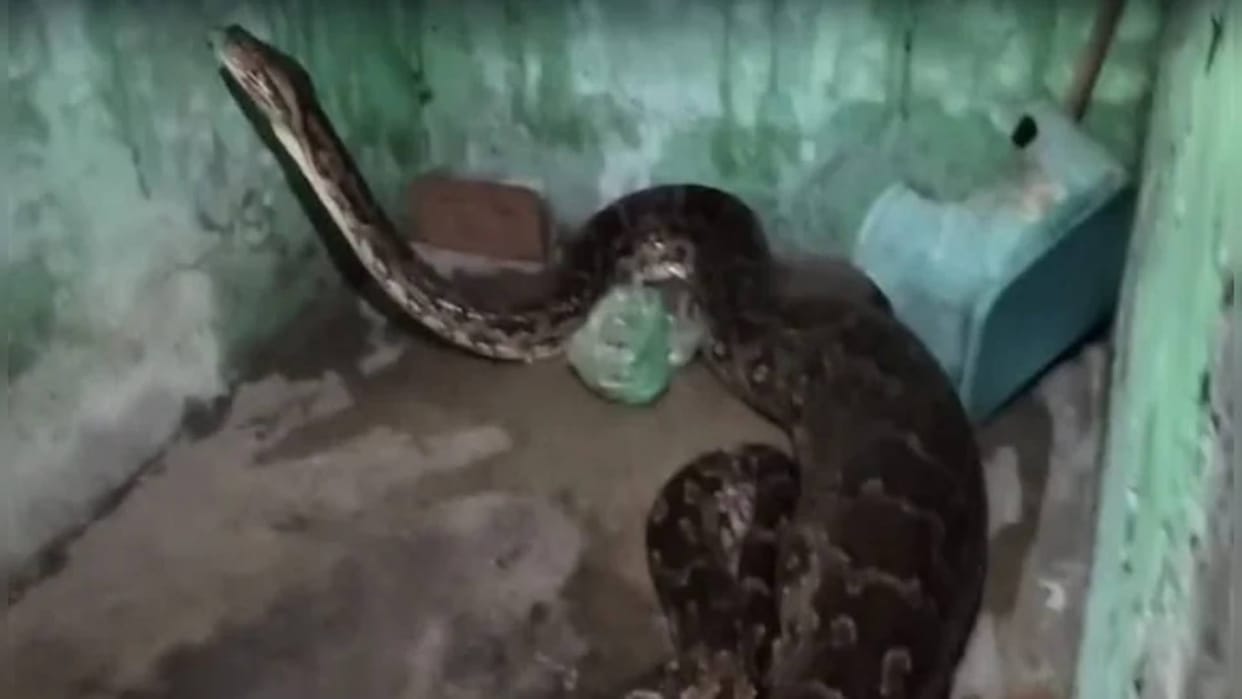 The dog was sitting in veranda of the house suddenly a python came swallowed it alive goes Viral on Internet