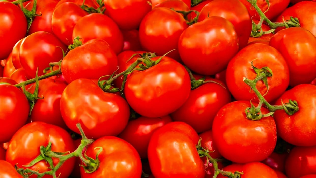 Himachal Solan After capsicum tomato prices also increased crates are being sold for Rs 500 to Rs 1000