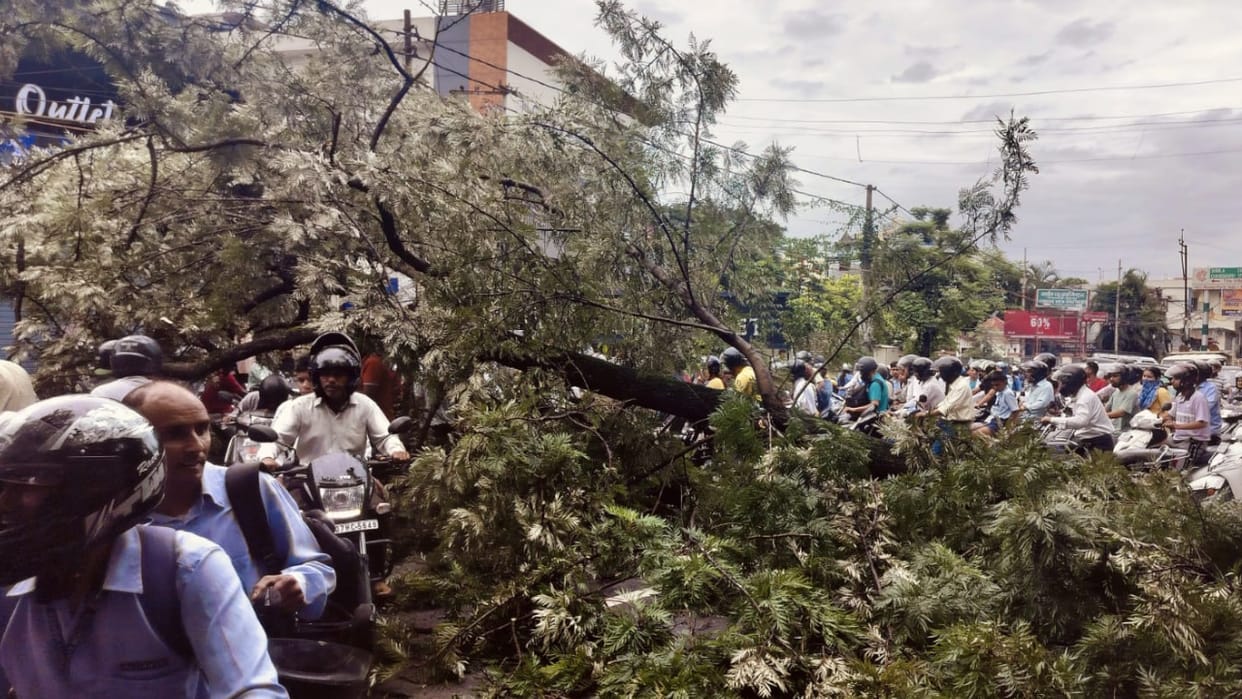 Huge tree fell on the road during school hours in Dehradun Premnagar Uttarakhand news in hindi