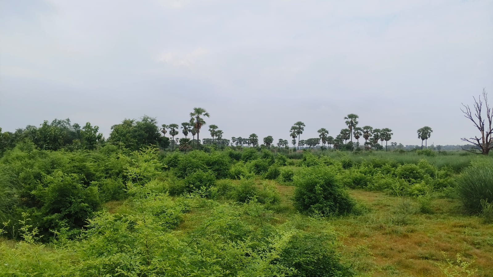 यहां चिन्हित की गई 37.5 एकड़ भूमि