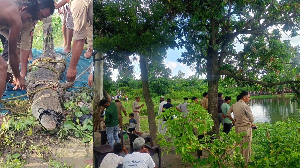 Barabanki: Crocodile caught from the pond for the fifth time, villagers breathed a sigh of relief
