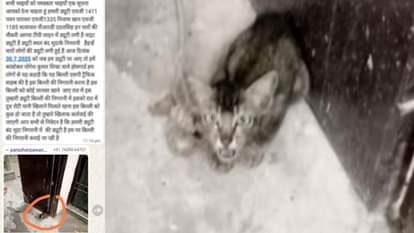 बिल्ली प्रकरण