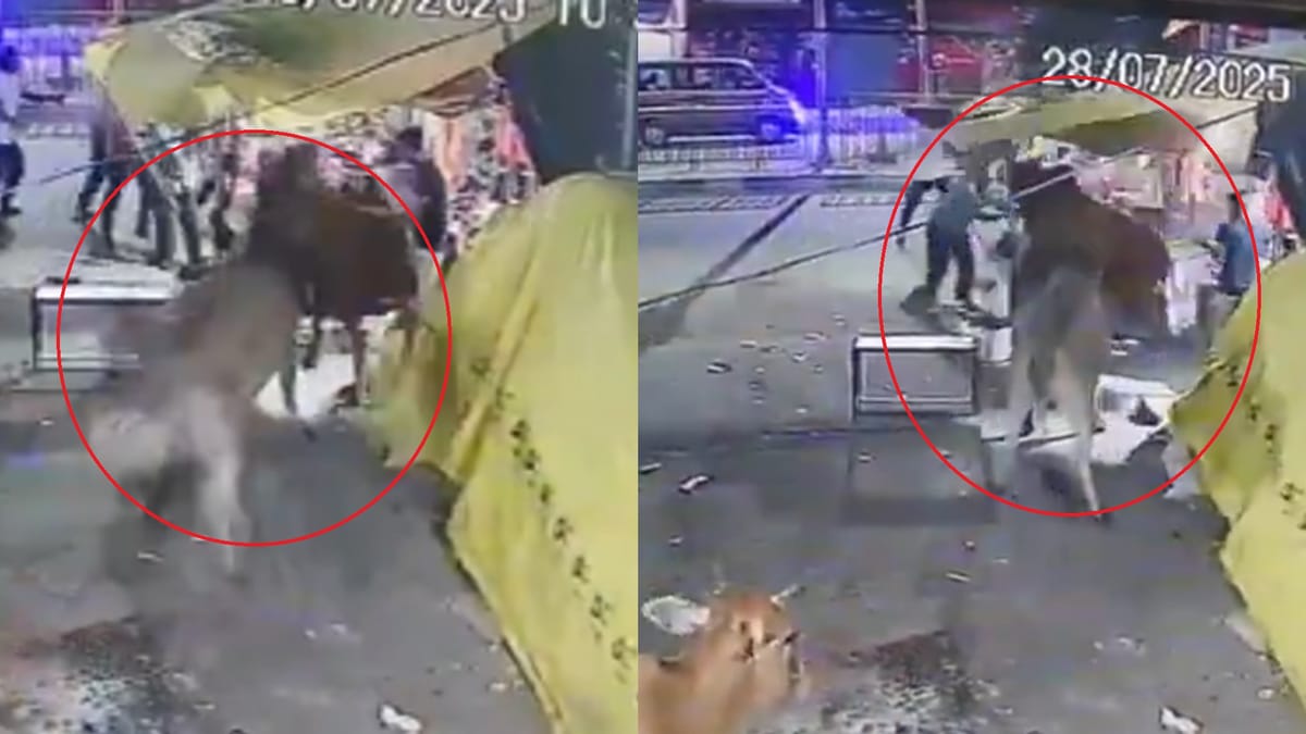 MP में दुकान में घुस गया सांड, मचा दी तबाही