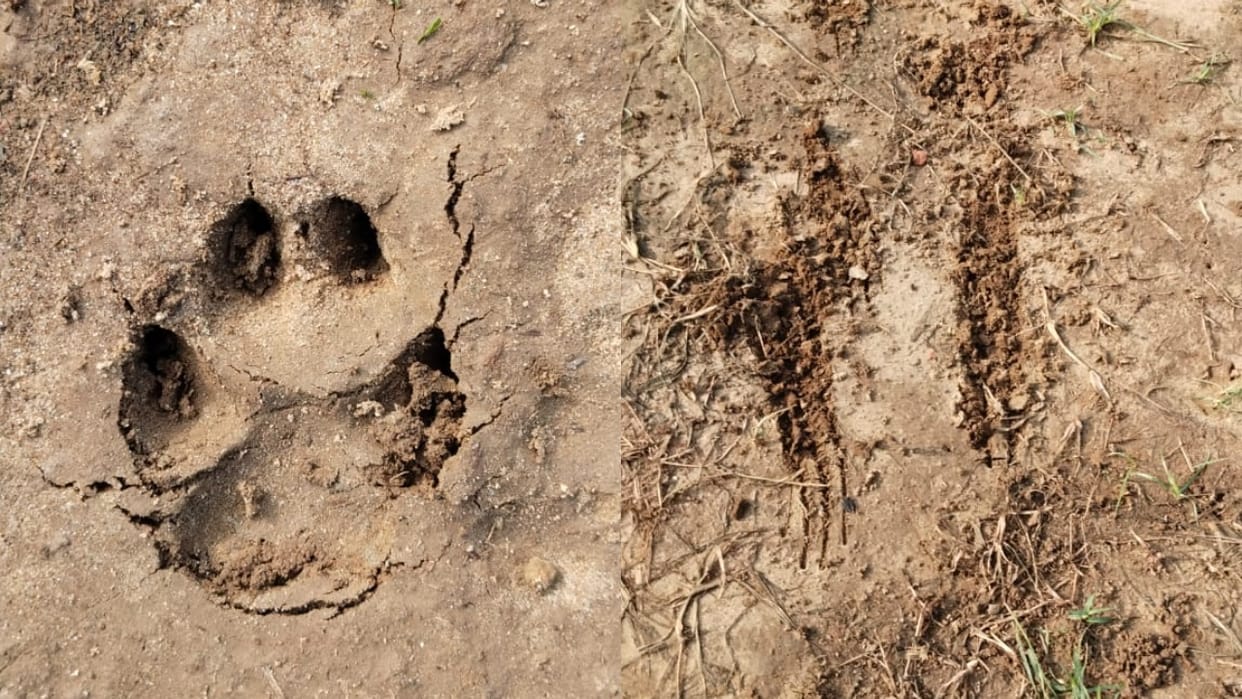 Leopard seen again in Hafizganj area of Bareilly