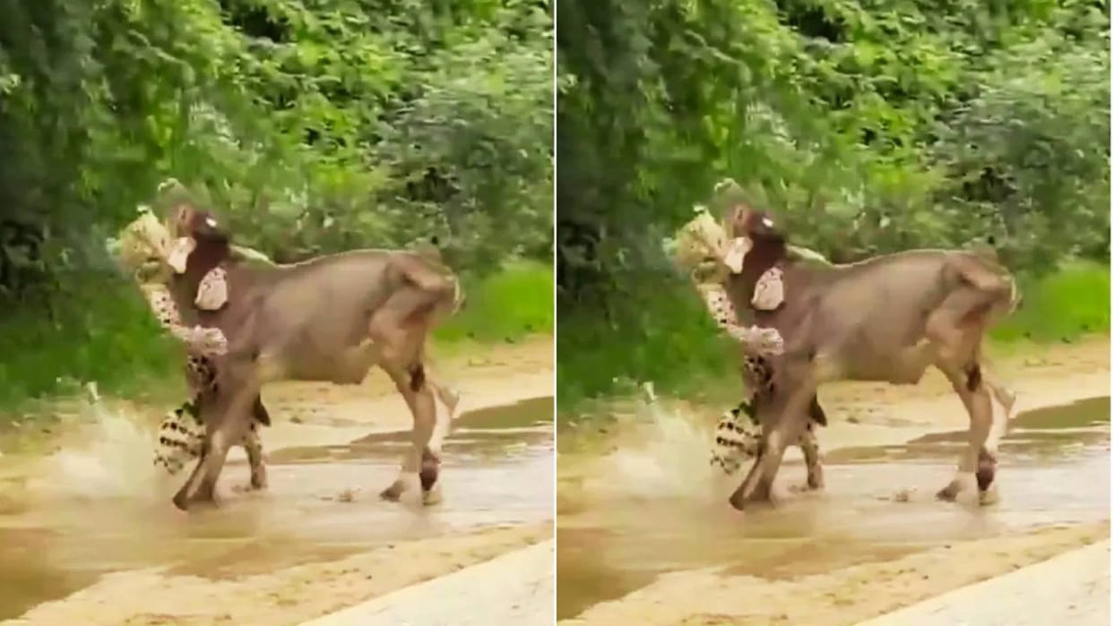 The leopard had grabbed the calfs neck to hunt it then the mother came running Video goes Viral