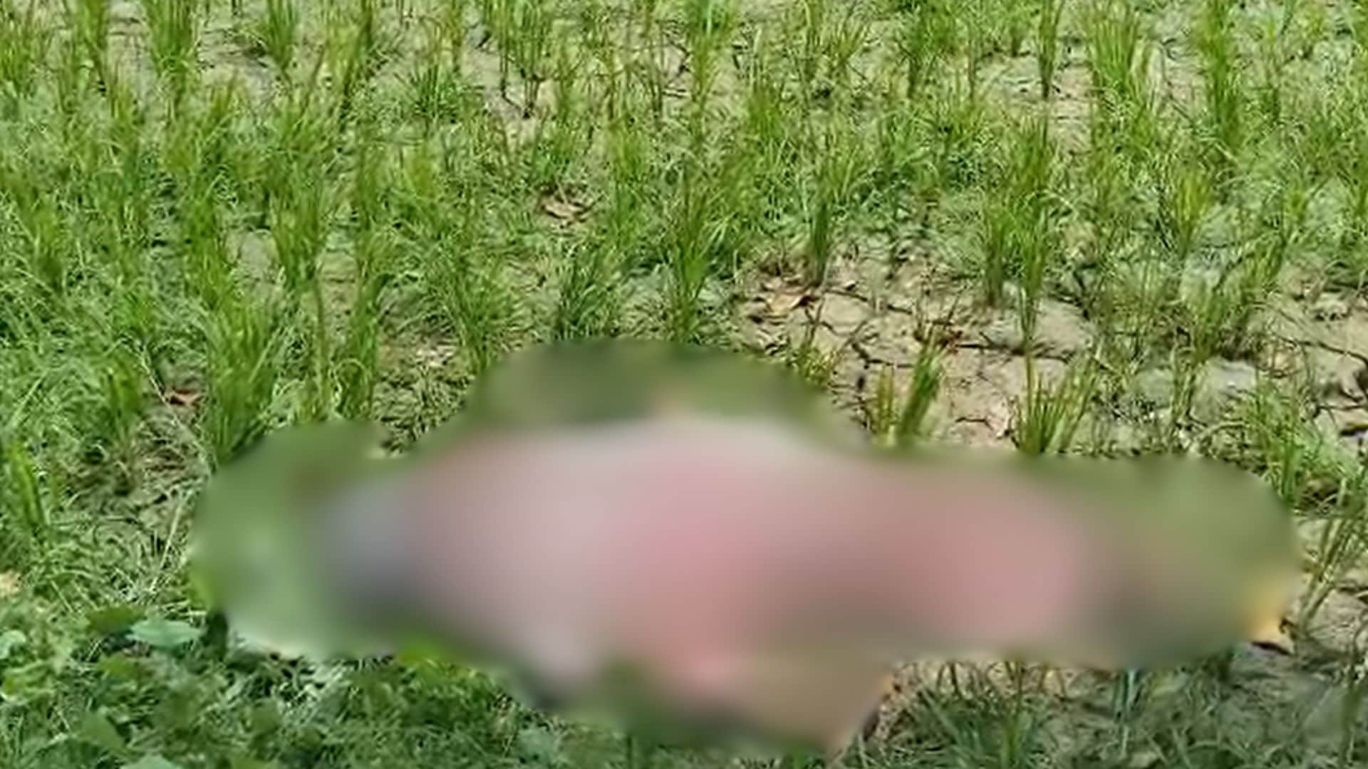 Ghazipur Triple Murder Story of heinous murder of parents and sister before Raksha Bandhan 2025