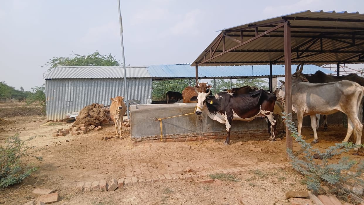 Kanpur Shivrajpurs cowshed is at the mercy of God mute animals are struggling with mismanagement