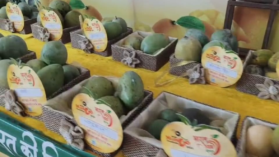 Mangoes attracted people with their strange names in the Mango Festival