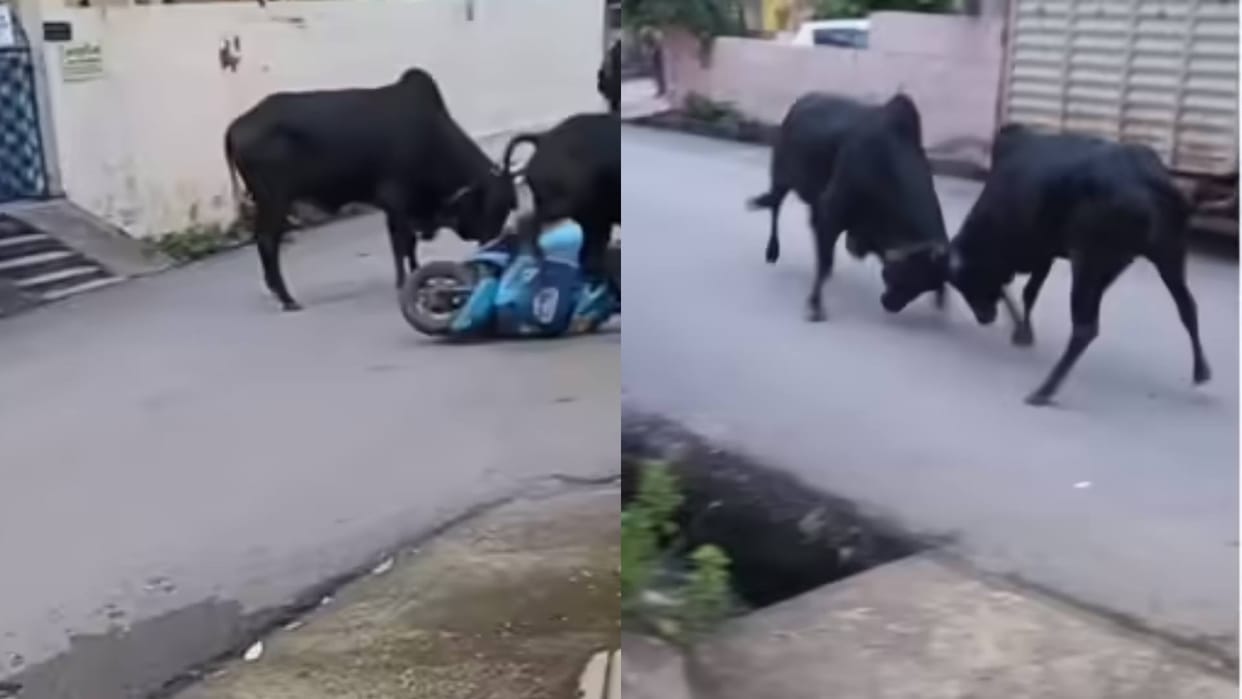 A woman suddenly got caught in the fight between two bulls first she fell from the scooter Video goes Viral