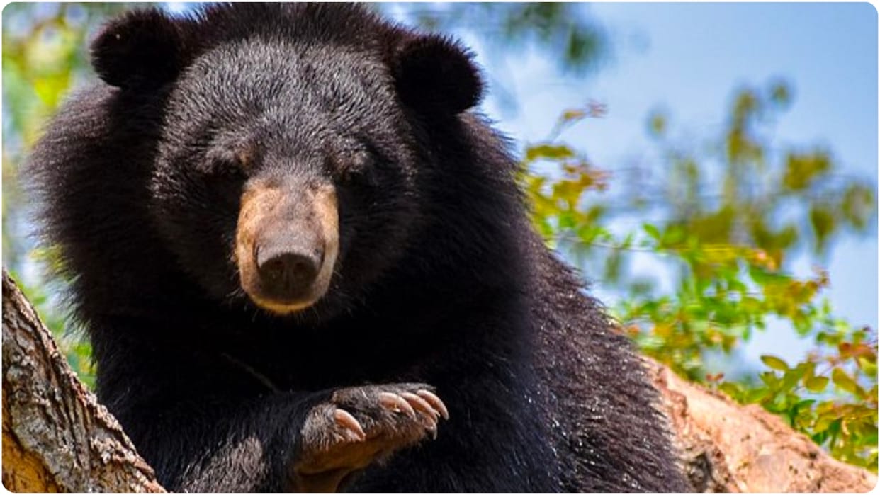 Bear attacks in Tehri one dies of shock