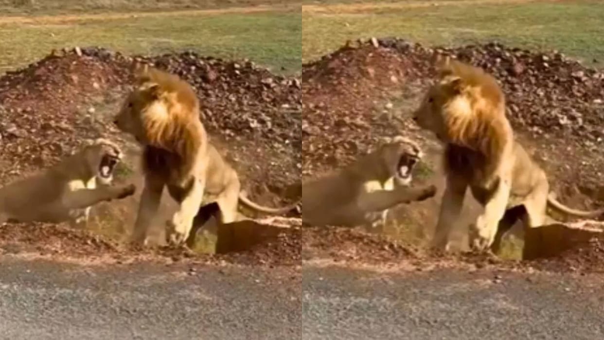 The king of jungle fell in front of the queen he was quarreling with her then the lioness attacked Video Viral