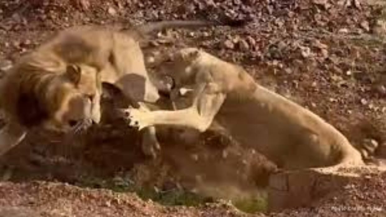 Sher Sherni Ki Fight Turns Funny Lioness Roars Lion Reacts Like A Scolded Husband Watch Viral Video