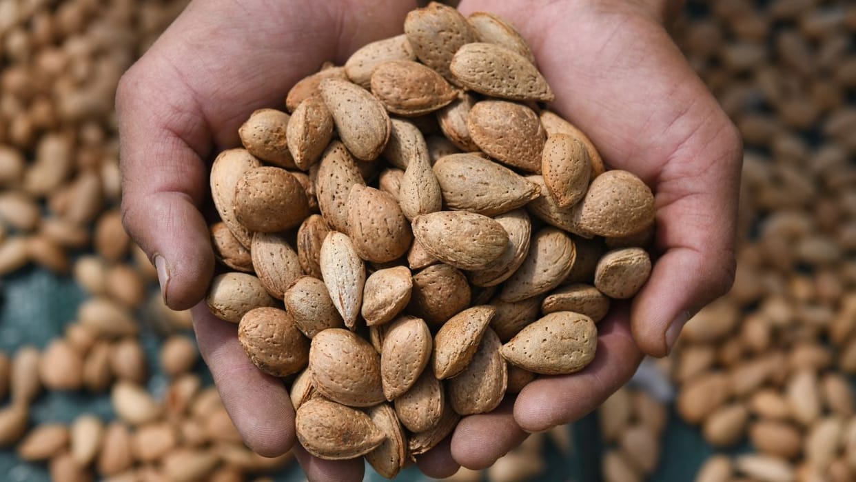 Almond harvesting in Pulwama