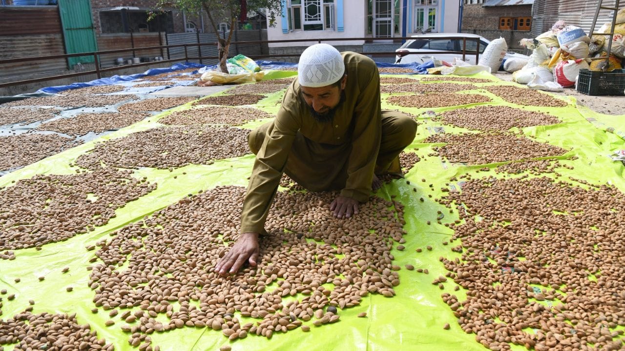 Almond harvesting in Pulwama
