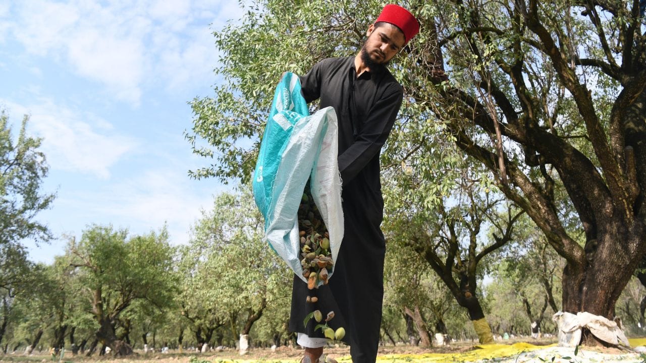 Almond harvesting in Pulwama