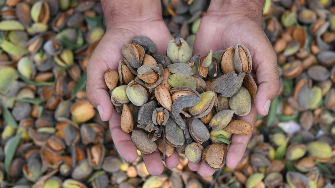 Almond harvesting in Pulwama