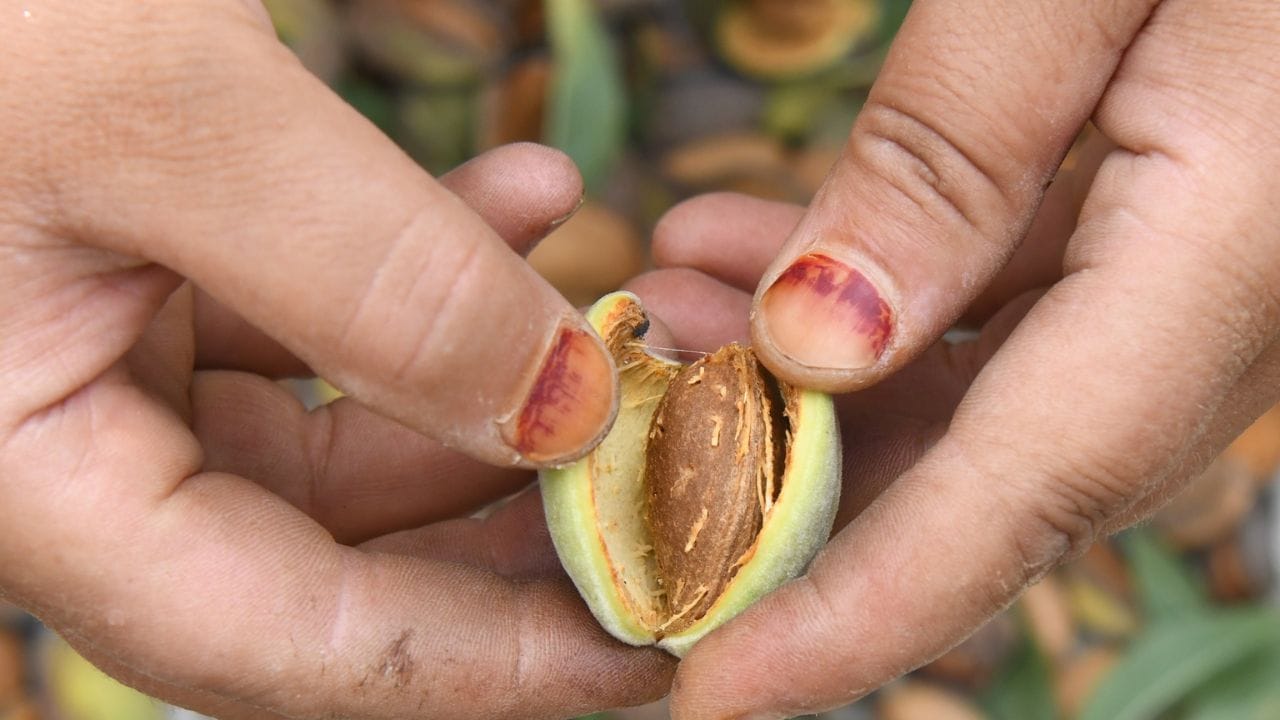 Almond harvesting in Pulwama