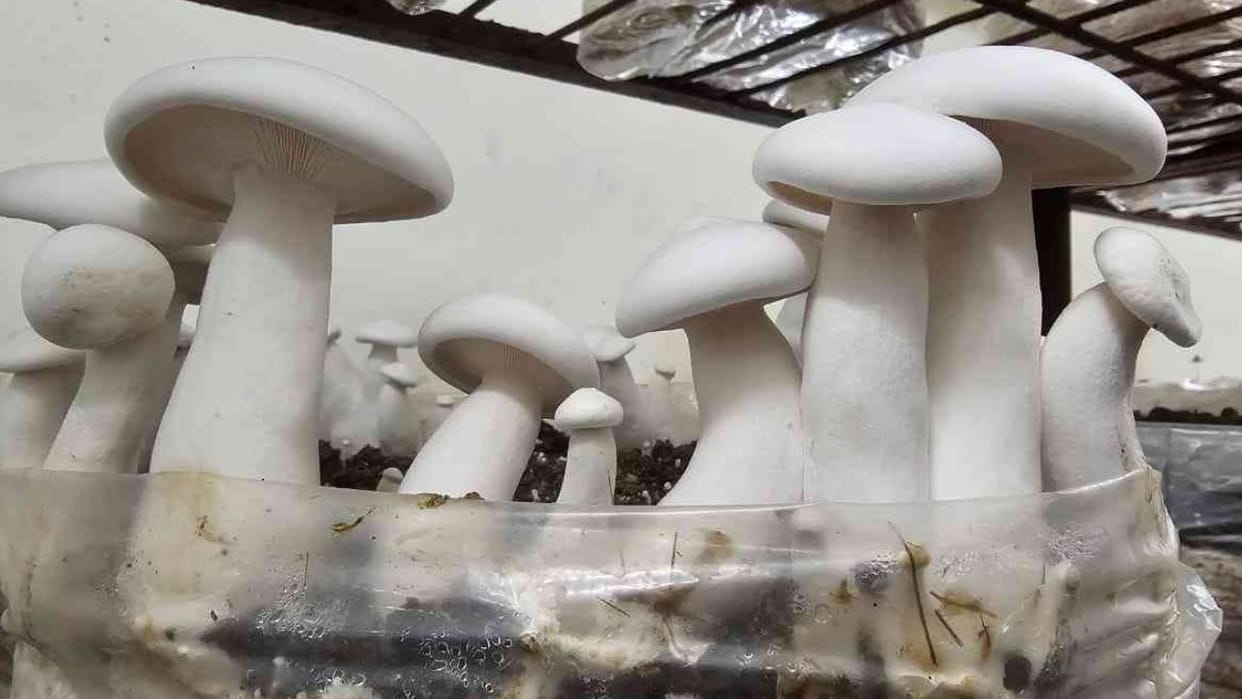 Himachal Milky mushroom Directorate of Mushroom Research Solan