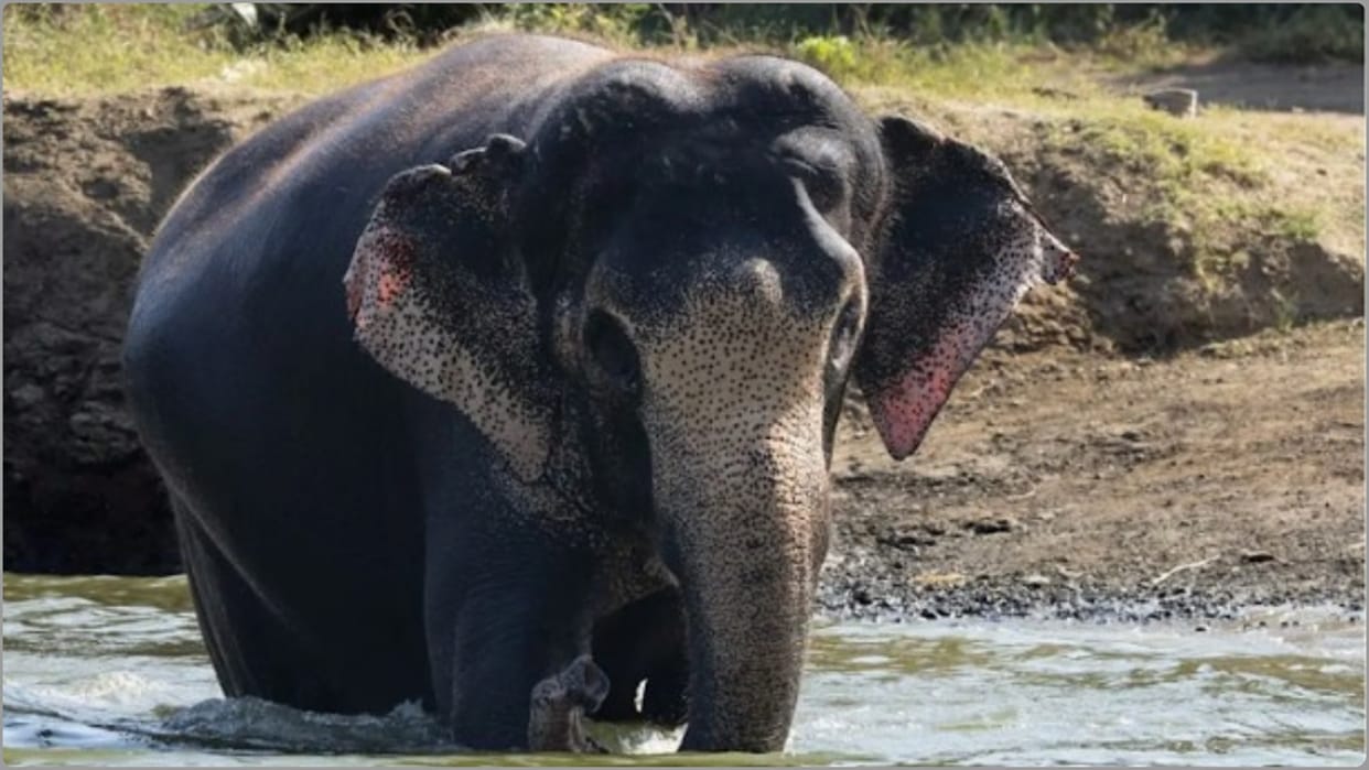 Mahadevi Elephant Demand to bring back from Vantara intensifies people held silent march mp mla meet ministers