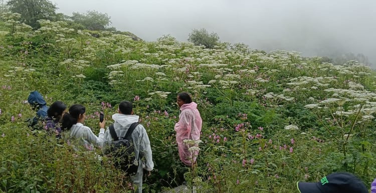 Valley of Flowers: विदेशी पर्यटकों को भी भायी फूलों की घाटी...अब तक 243 ने किया दीदार