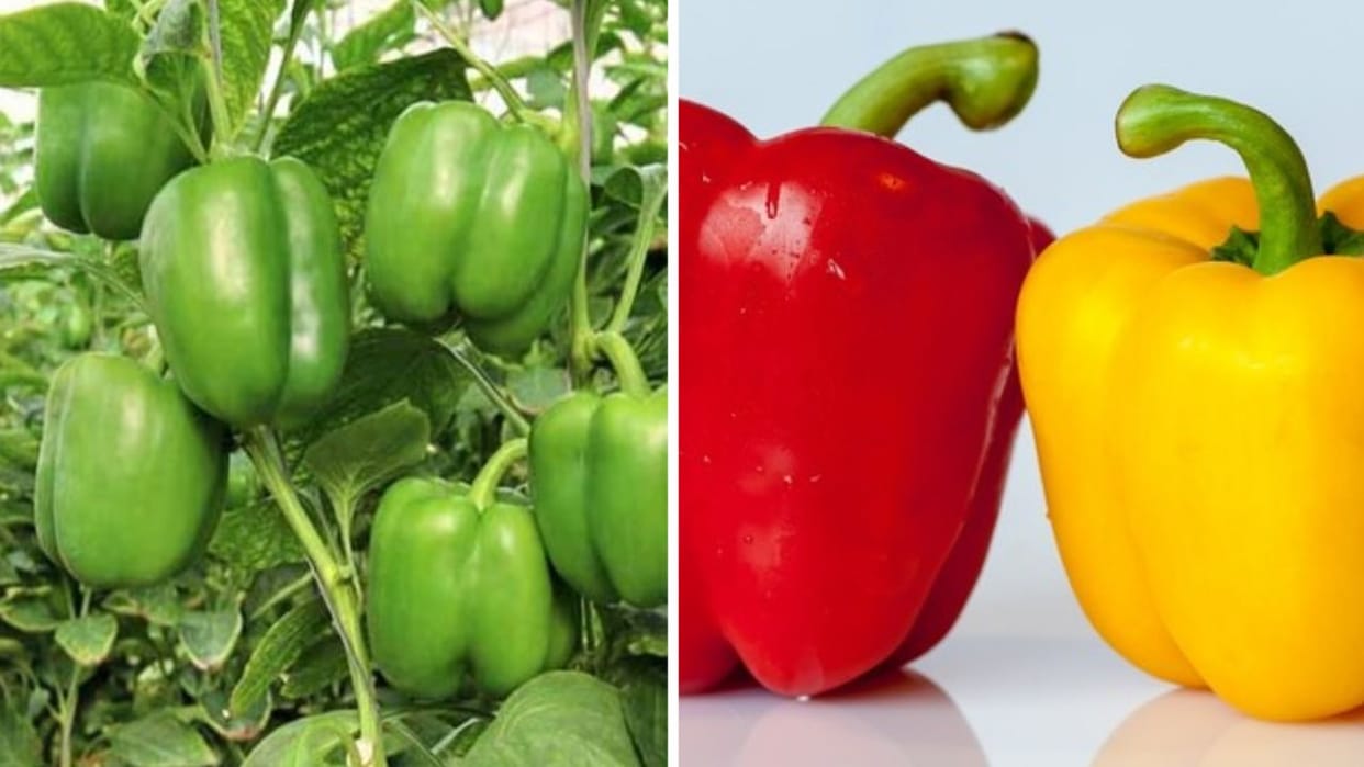 Himachal New variety of capsicum will neutralize fungus