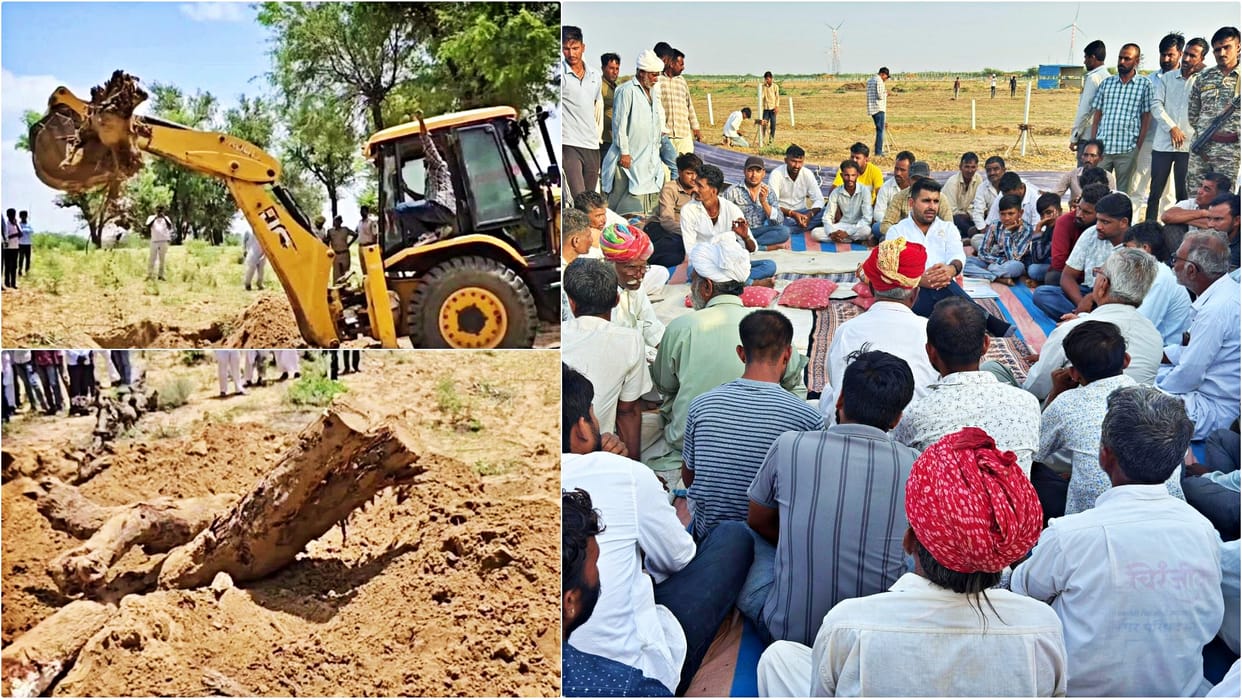Barmer Tree Felling Row: Khejri Trees Illegally Cut Buried and Burnt, MLA Ravindra Bhati Protest