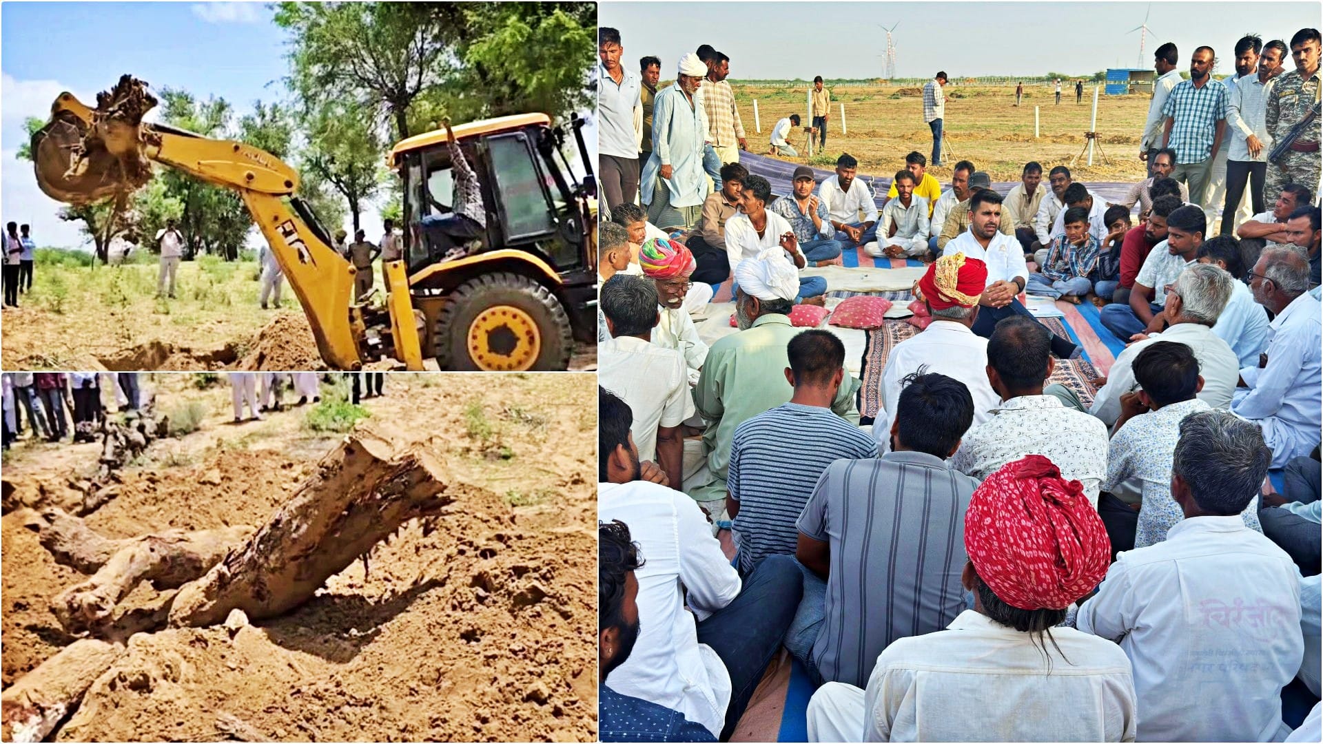 बाड़मेर में खेजड़ी के पेड़ों की कटाई पर मचा बवाल