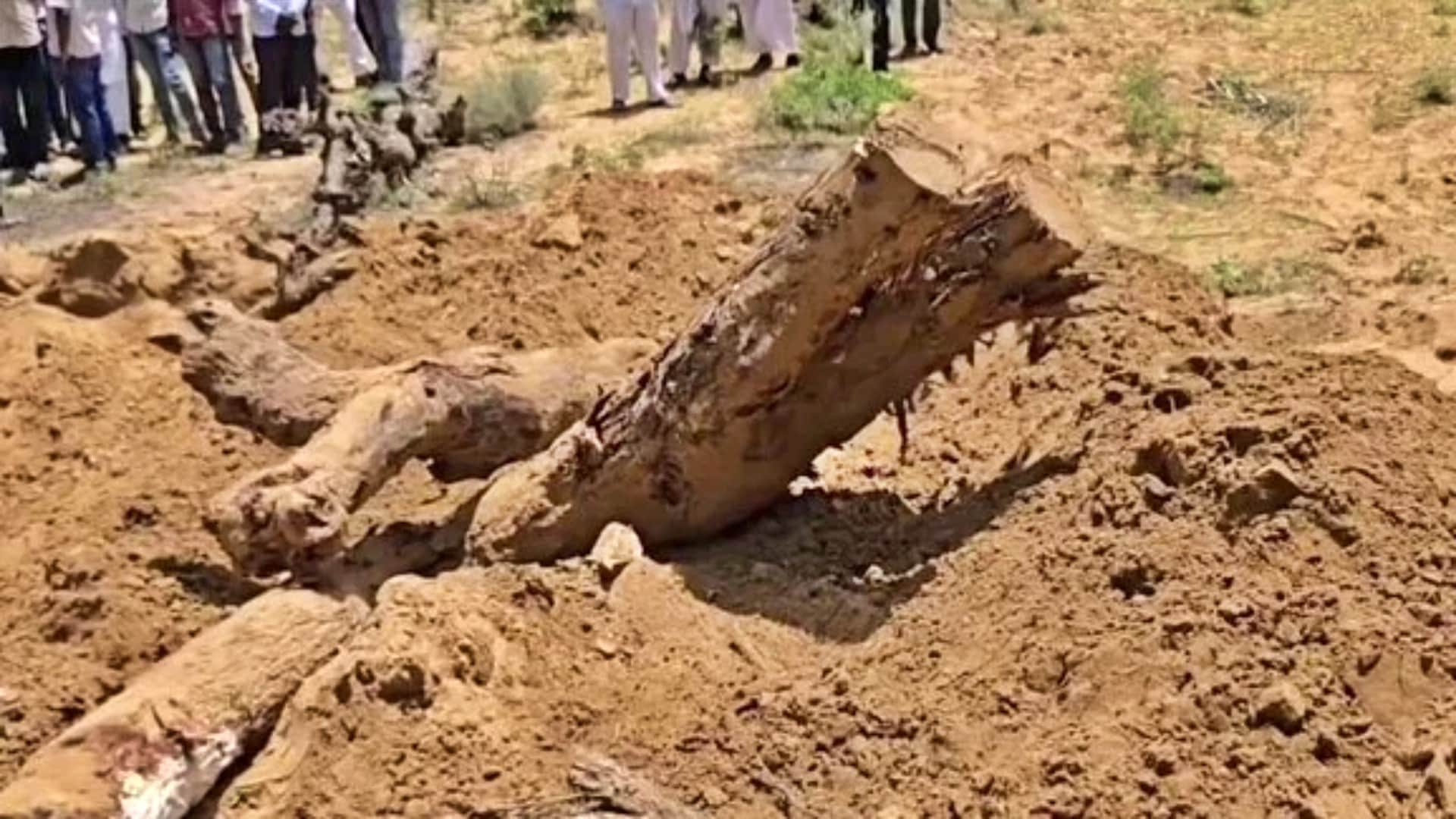 Barmer Tree Felling Row: Khejri Trees Illegally Cut Buried and Burnt, MLA Ravindra Bhati Protest