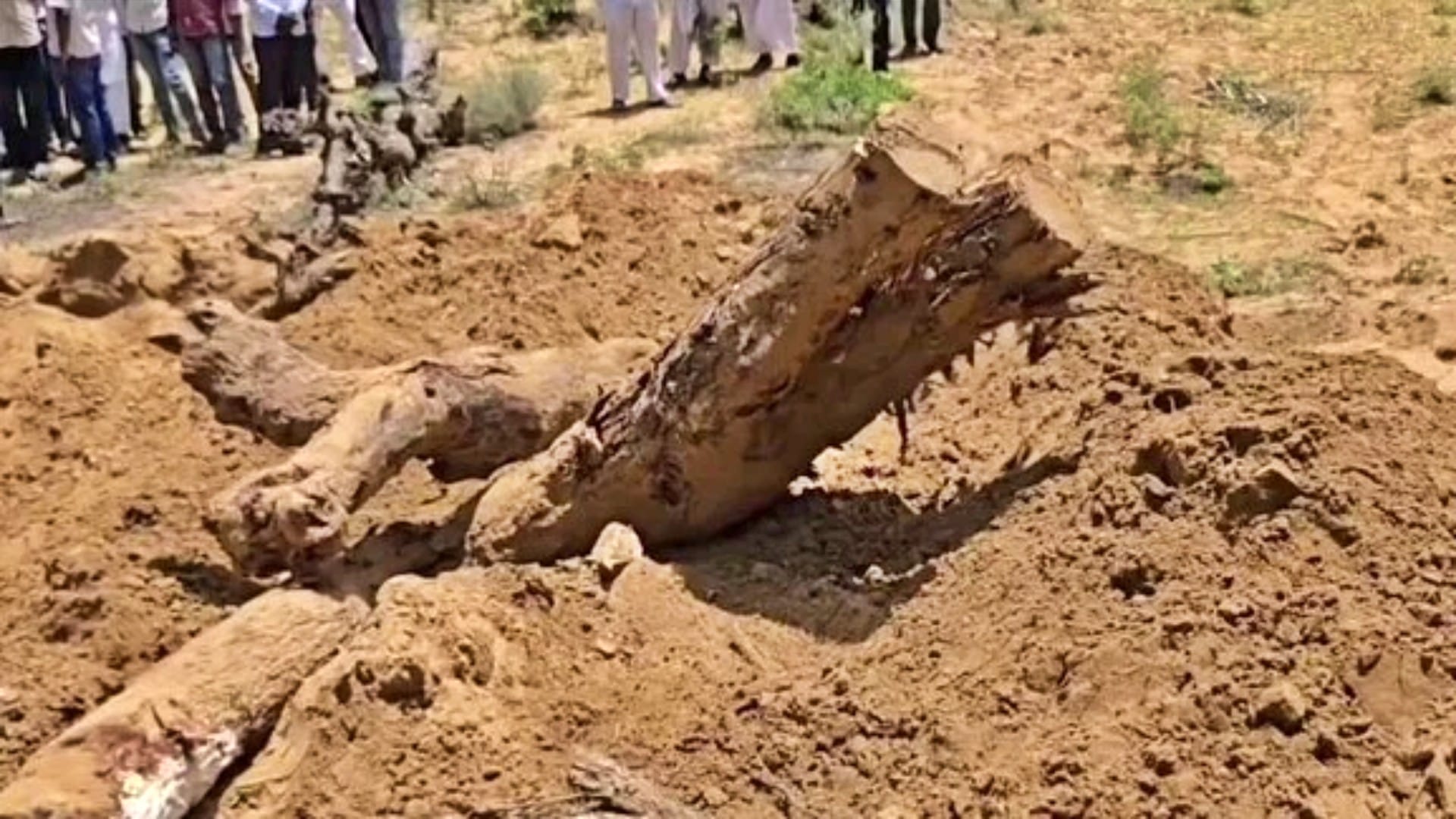 Barmer Tree Felling Row: Khejri Trees Illegally Cut Buried and Burnt, MLA Ravindra Bhati Protest