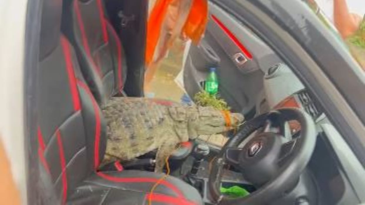 crocodile roaming on the road at midnight youth caught it in Shahjahanpur