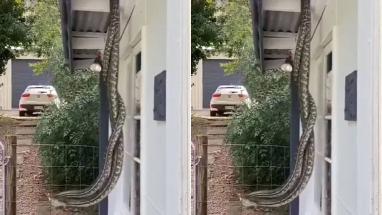 A pair of snakes were seen wrapped together on the roof of the house Video goes Viral on Internet